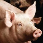 A close-up of a pink pig, embodying the essence of Animal Ag, looks slightly upward with its perked ears and calm expression. In the background, other pigs are gently blurred.