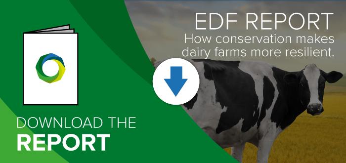 EDF Dairy Report