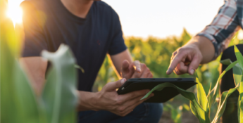 In a sunlit cornfield, two individuals engage in farm business management as they examine their tablet. One of them points at the screen, highlighting key insights crucial for farm financial planning.