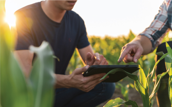 In a sunlit cornfield, two individuals engage in farm business management as they examine their tablet. One of them points at the screen, highlighting key insights crucial for farm financial planning.