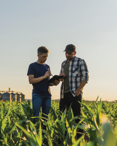 Two people stand in a cornfield at sunset, reviewing government plans for sustainable agriculture on a tablet. Silo structures are visible in the background, highlighting the blend of tradition and public affairs in rural development.