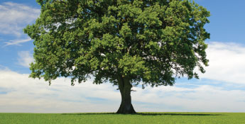 A large solitary tree stands in a green field under a blue sky with scattered clouds, embodying the serenity and sustainability of our next-gen landscapes.