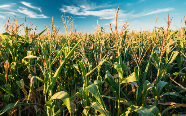 A field of tall corn plants thrives under the clear blue sky with scattered clouds, demonstrating the effective impact of farm program services.