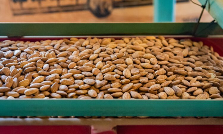 A large batch of almonds moves steadily along a conveyor belt in the bustling food and beverage processing facility.