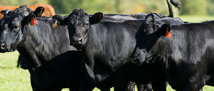 Beef Producers and Consumers Affecting Changes to Industry