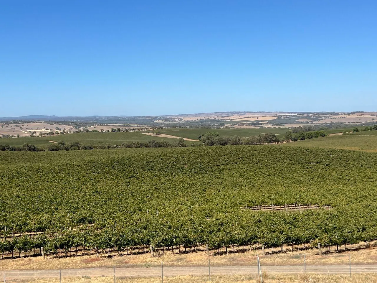Expansive view of a vineyard with lush green rows under a clear blue sky, surrounded by gentle rolling hills.