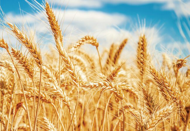 wheat crops with a blue sky background