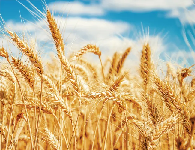 wheat crops with a blue sky background