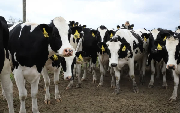 A group of black and white cows with yellow tags, overseen by farm risk management specialists, stand closely together on a muddy path.