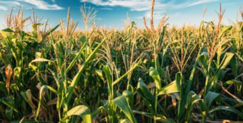 A vast cornfield with green leaves and tassels extends under a blue sky with scattered clouds, nurtured carefully by farm risk management specialists to ensure its thriving beauty.