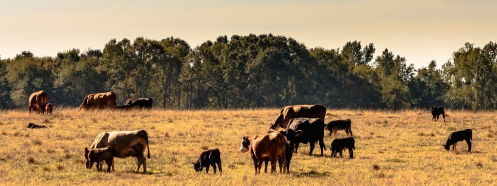 commercial-cattle-herd-in-drought-pasture-picture-id626152458