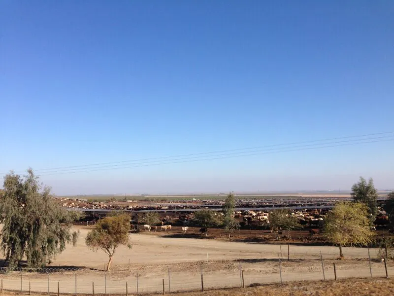 A wide landscape view of a cattle farm with numerous cows, sparse trees, and a clear blue sky.