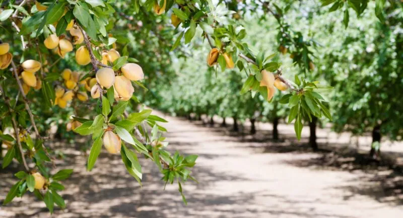Rows of lush almond trees with clusters of ripe almonds, lining a sunlit dirt path.