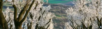 A pathway flanked by rows of blossoming almond trees in a rural landscape, leading towards rolling hills under a clear blue sky.