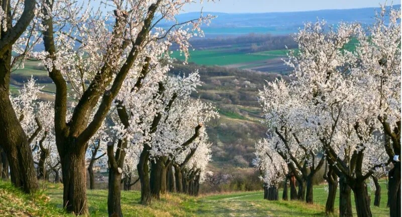 A pathway flanked by rows of blossoming almond trees in a rural landscape, leading towards rolling hills under a clear blue sky.