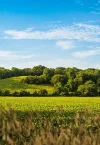 A lush green landscape, under a blue sky with scattered clouds, showcases the beauty that Land Advisory recognizes in fields and rolling hills.