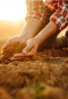 Amidst the golden hues of sunset, a person kneels on the ground, cradling soil in their hands—a perfect moment for quiet reflection and inspiration for any Land Advisory session.