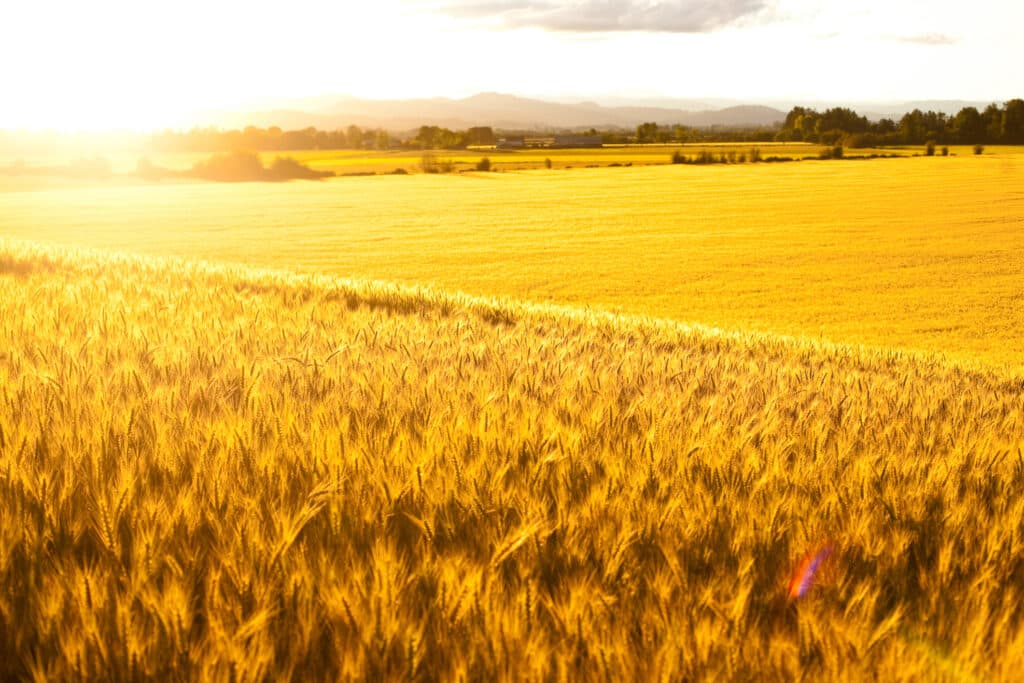 A ripe wheat field glowing as the sun sets into the sky.