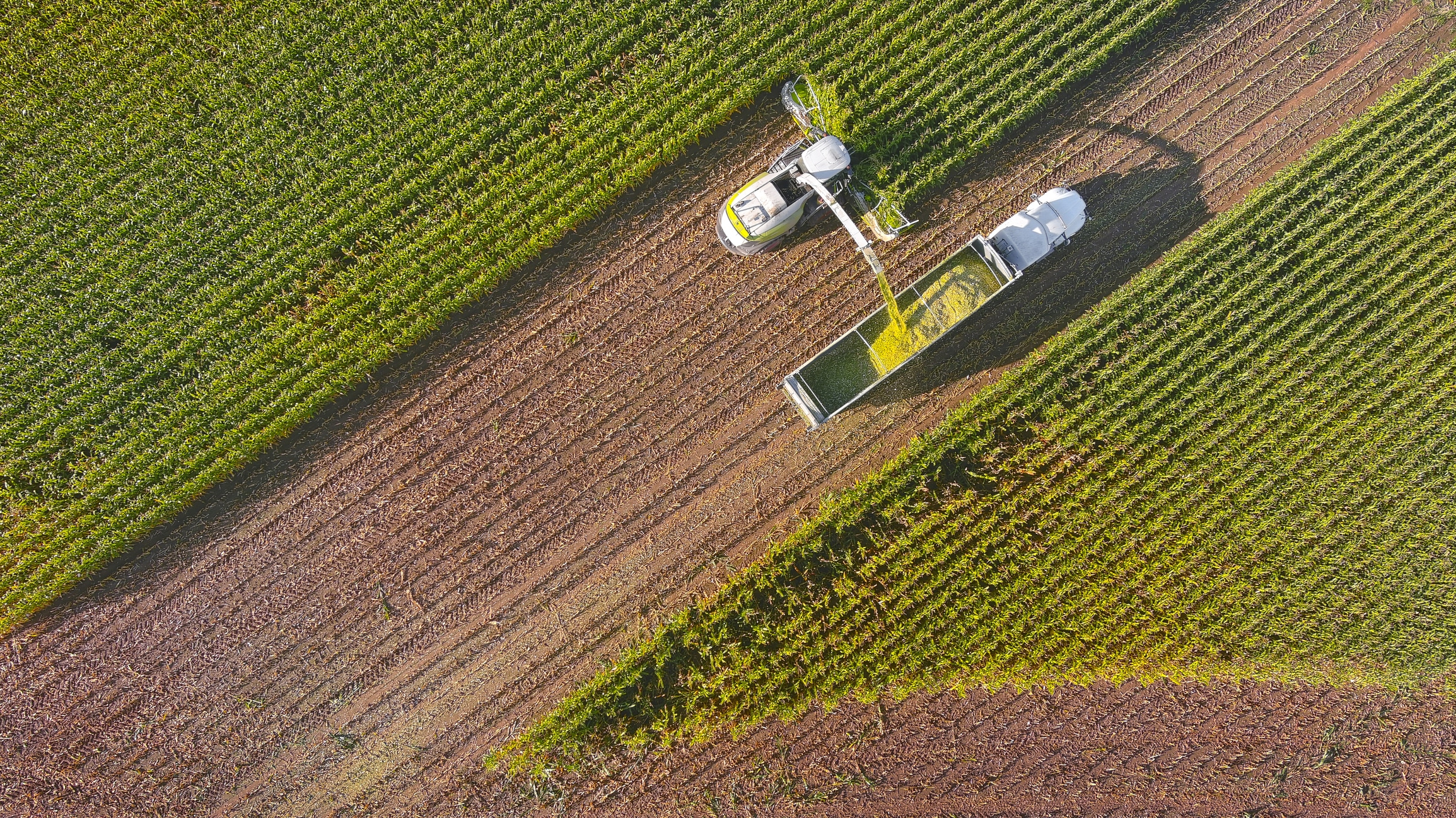Farm machines, combine and semi-truck harvesting corn, entire plant is used, aerial view.