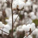 close up of cotton in cotton crop field