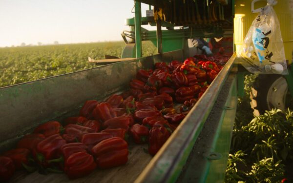 Red bell peppers move along a conveyor belt attached to a green farm machine in a field, illustrating Food and Ag Production, with a plastic bag hanging nearby.