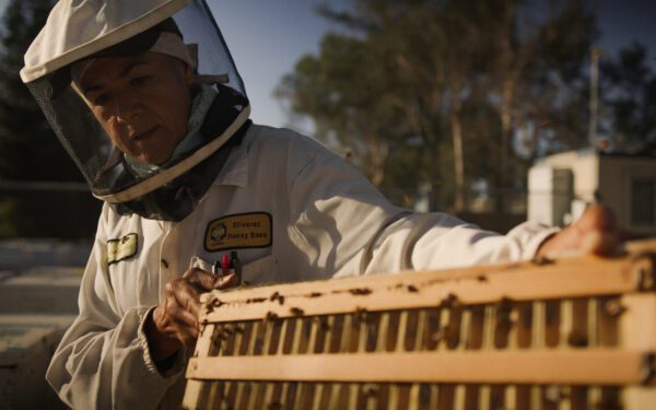 A person in a protective beekeeping suit inspects a wooden bee frame covered with bees, outdoors near beehives—a glimpse into Food and Ag Production at work.