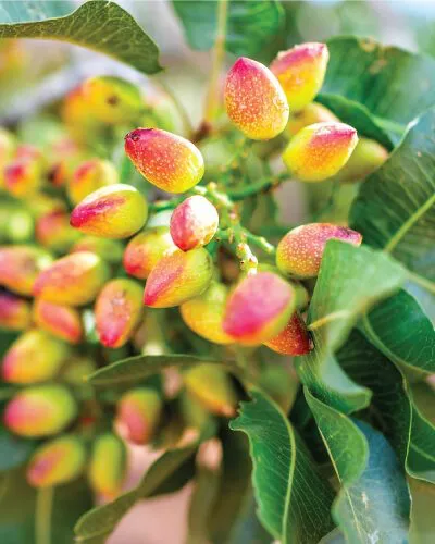 Close-up of vibrant pistachios growing on a tree, with pink and green shells surrounded by green leaves.