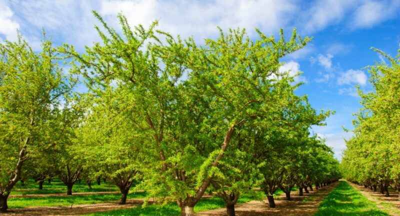 Rows of green almond trees in an orchard under a blue sky with scattered clouds.