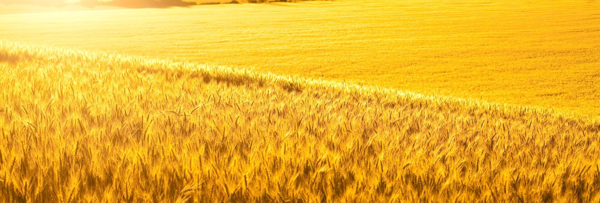 Golden wheat fields under sunlight, with distant trees and mountains on the horizon.