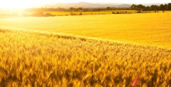 Golden wheat fields under sunlight, with distant trees and mountains on the horizon.