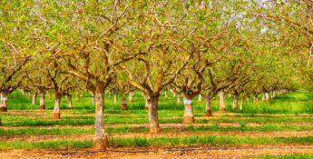 KCoe Advisors Earn Credential to Help Food & Ag Businesses Improve Sustainability Performance and Reporting