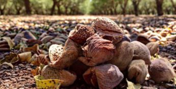 Latest Tariff Relief Changes Affect Almond, Cherry & Hog Producers