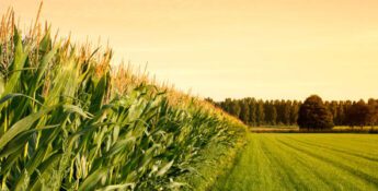 Strong Dollar Keeps Lid on Exports, Corn Prices for Ethanol Outlook