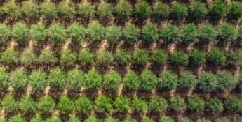 FSA Announces Details of MFP Payments for Producers