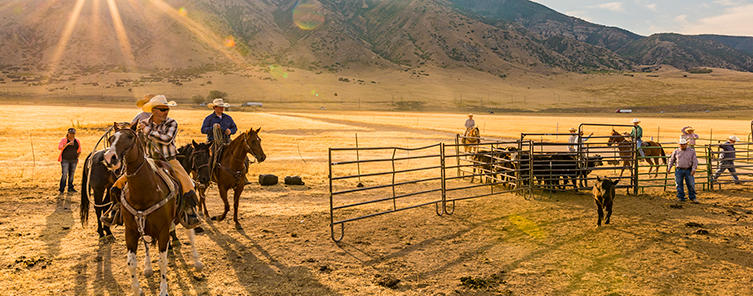 Focus on Feedlot Inventory Management Before the Autumn Rush