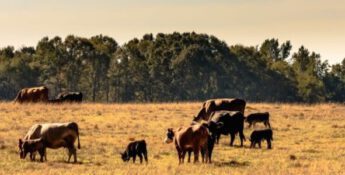 livestock