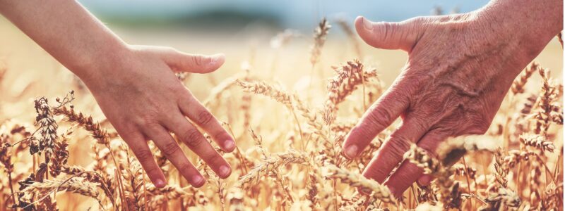 Why Family Farm Transitions Fail
