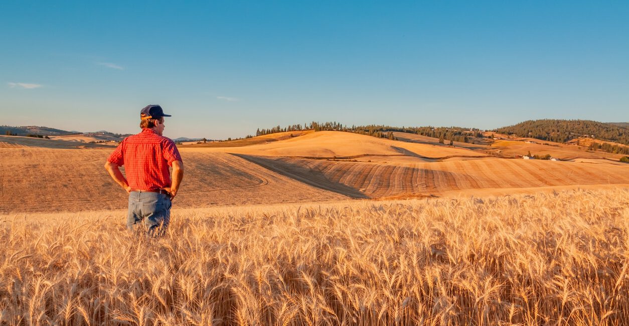 A person in a red shirt and cap stands in a golden wheat field, contemplating ag marketing strategies amidst gently rolling hills under a clear blue sky, mindful of effective risk management.