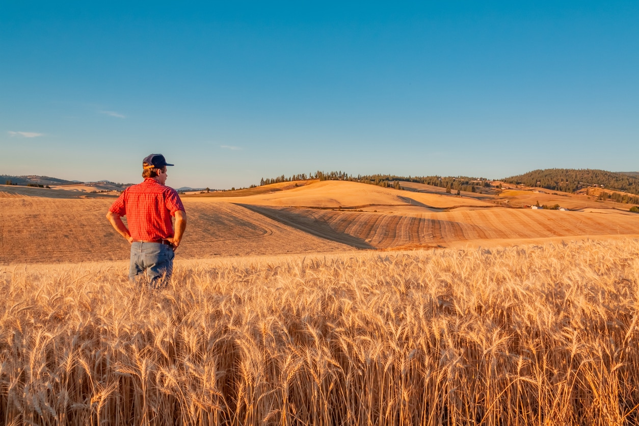 A person in a red shirt and cap stands in a golden wheat field, contemplating ag marketing strategies amidst gently rolling hills under a clear blue sky, mindful of effective risk management.