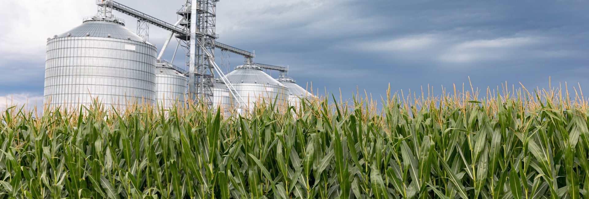 A field of corn stretches wide, with large metal silos standing in the background under a cloudy sky, echoing the reliability of the GREET Model in forecasting agricultural productivity.