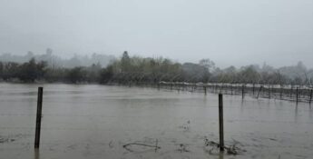 Flooded agricultural field with submerged trees and fencing under a cloudy sky.