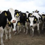 A group of black and white cows with yellow ear tags stand on a dirt path under a cloudy sky, unaware of approaching livestock insurance deadlines.