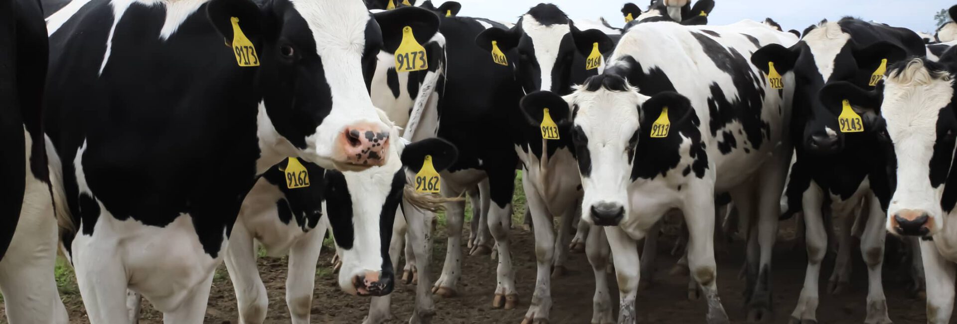 A group of black and white cows with yellow ear tags stand on a dirt path under a cloudy sky, unaware of approaching livestock insurance deadlines.
