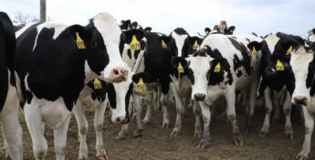 A group of black and white cows with yellow ear tags stand on a dirt path under a cloudy sky, unaware of approaching livestock insurance deadlines.