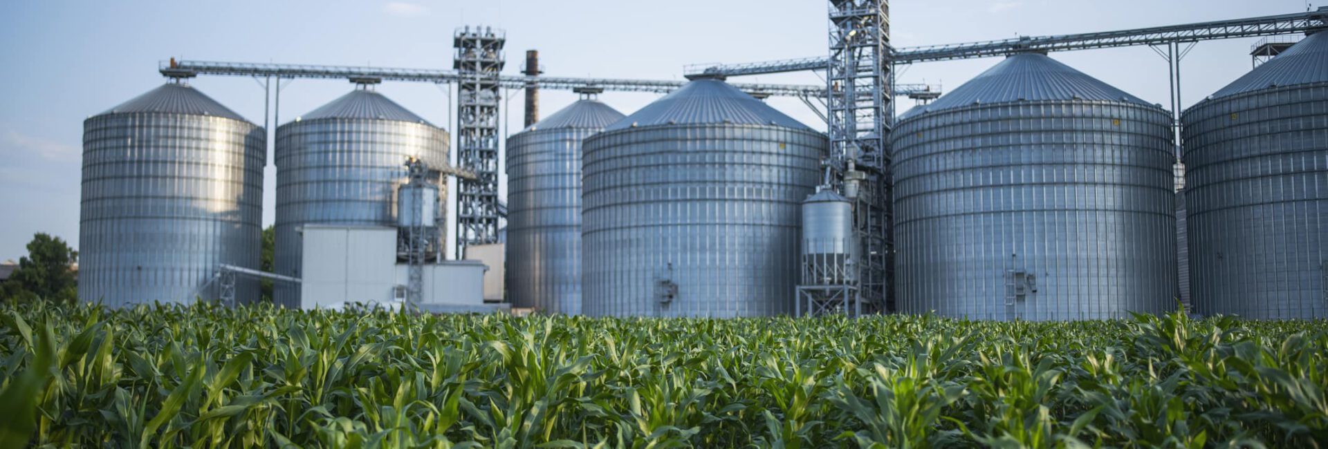 Five large silver silos stand behind a lush green cornfield under a clear sky, showcasing the promise of ethanol production and the incentives provided by tax credits to promote renewable energy sources.