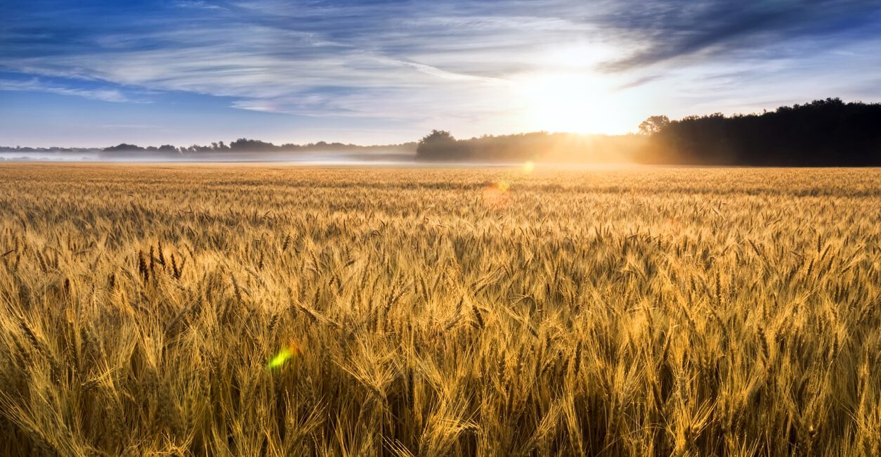 A wheat field under a blue sky with the sun rising in the background casts warm light over the landscape, much like how risk management firms join forces, illuminating pathways to a brighter future.