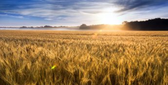 A wheat field under a blue sky with the sun rising in the background casts warm light over the landscape, much like how risk management firms join forces, illuminating pathways to a brighter future.