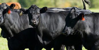 Beef Producers and Consumers Affecting Changes to Industry