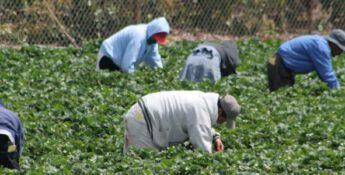 Workers in Field