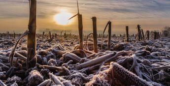 Commodity Fields: Weathering the Downturn